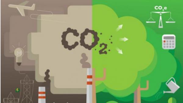 竹林吸收二氧化碳就可賣錢,惠及千萬農民的政策來了 竹林吸收二氧化碳就可賣錢,惠及千萬農民的政策來了