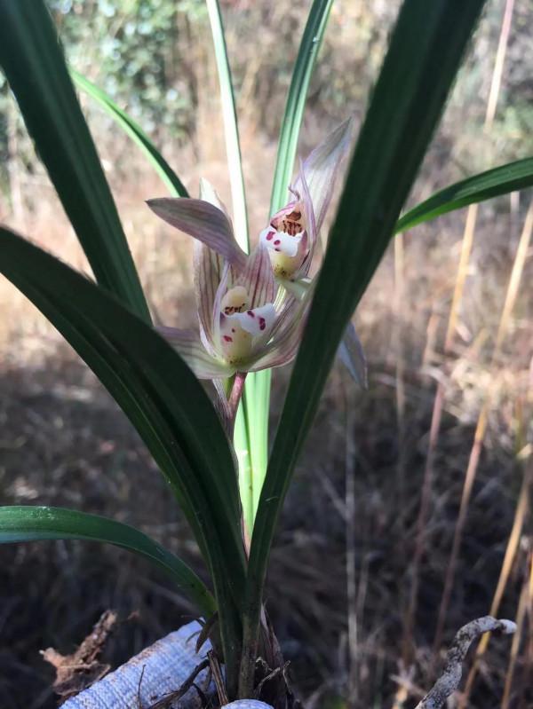 好香的蘭花呀 好香的蘭花呀