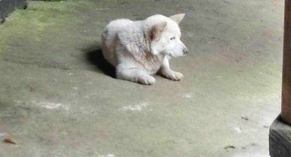 故事:韓國神奇&quot;哮天犬&quot;,化身最強家教監督孩子,它是怎麼被馴服的