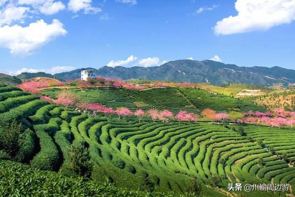 中國最美櫻花海，曾登上《國家地理》封面，即將進入觀賞期