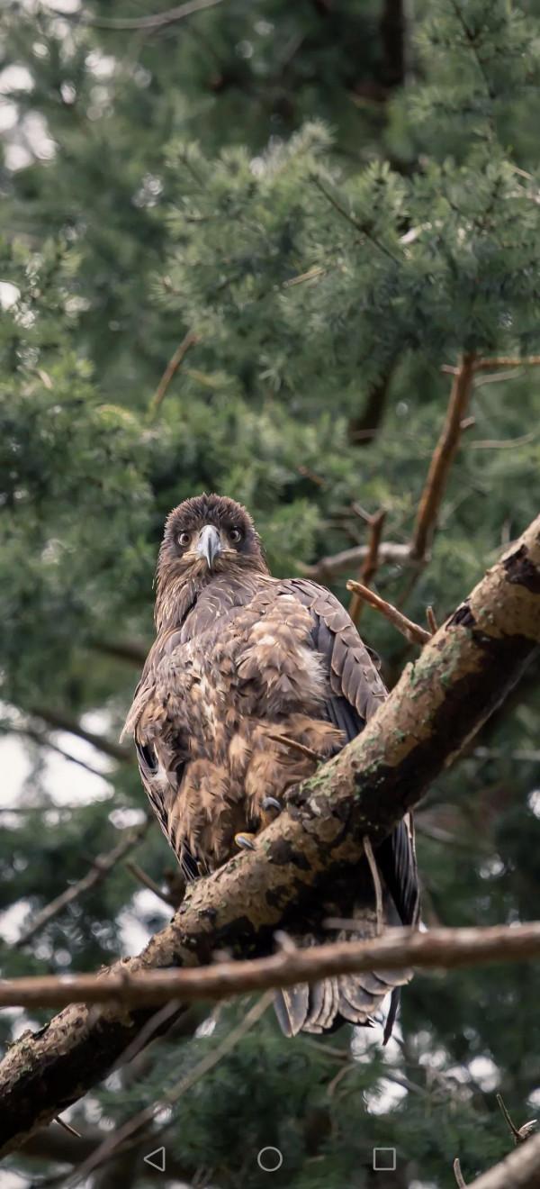 高畫質桌布(260):動物•鷹 高畫質桌布(260):動物•鷹