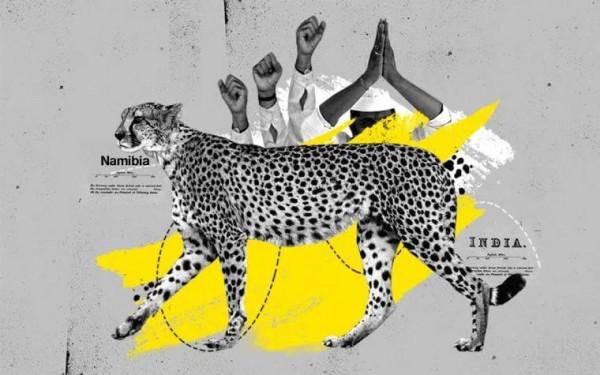 在印度滅絕了半個多世紀的獵豹終於要重回故鄉 在印度滅絕了半個多世紀的獵豹終於要重回故鄉