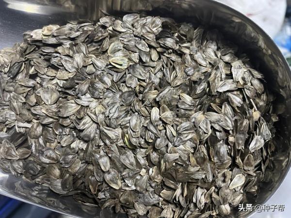 能收割15年的大葉蛋白菊，被人吹捧的很厲害，它究竟是一種什麼草