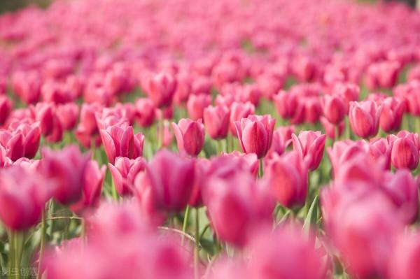 初中滿分作文《開在心中的花》一方有難,乞丐捐款 初中滿分作文《開在心中的花》一方有難,乞丐捐款