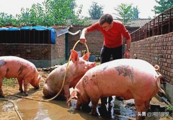 藝術圈的“屠夫”，給活豬紋身，剝下豬皮裝裱成畫一幅賣出100萬