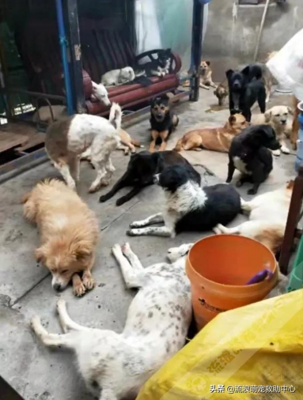 小狗被項圈緊緊箍住,脖子皮肉潰爛血肉模糊,看一眼就渾身起疙瘩 小狗被項圈緊緊箍住,脖子皮肉潰爛血肉模糊,看一眼就渾身起疙瘩