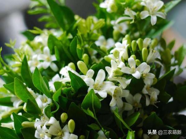 11種&OpenCurlyDoubleQuote;旺宅花&rdquo;愛喝醋，半月1小杯，葉漂亮花開不停