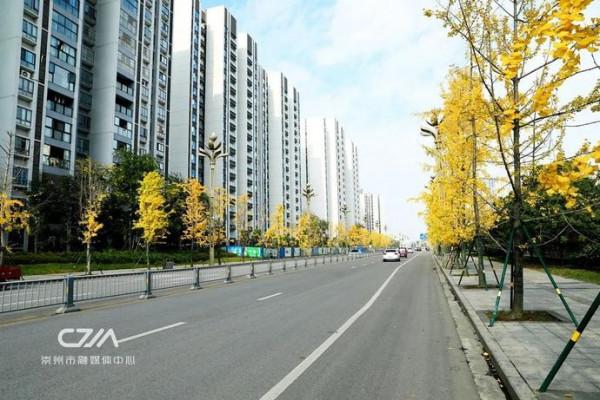 滿城銀杏黃！金燦燦的城區觀賞圖鑑來了