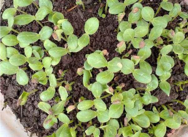 種不出瓜果怎麼辦?注意催芽過程的3個方面,不怕種子不發芽 種不出瓜果怎麼辦?注意催芽過程的3個方面,不怕種子不發芽