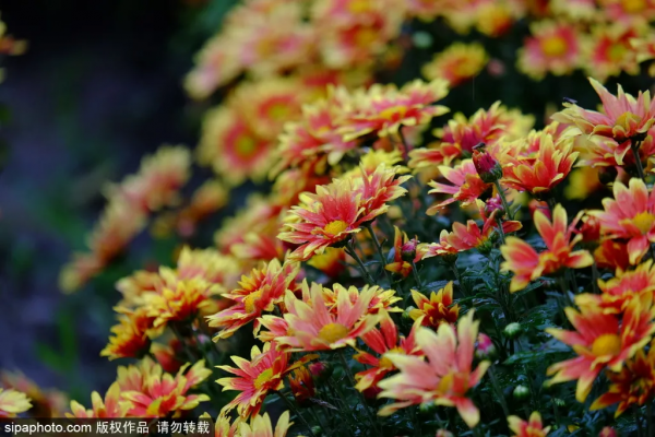美爆了！這個寶藏公園藏著一大片花海，還有紅葉、銀杏！