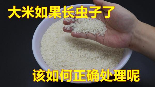 家裡的大米長蟲子怎樣處理？好多人不懂，漲知識