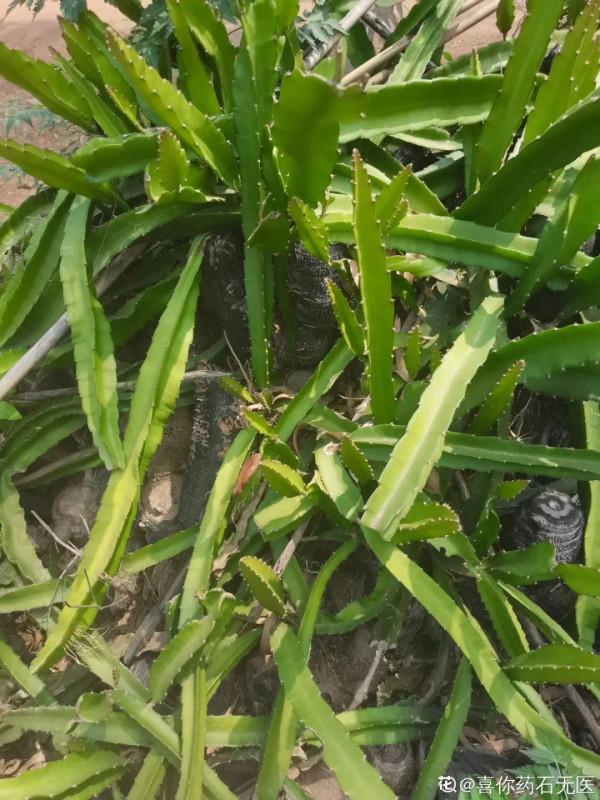 特皮實的無花果樹,葉子油綠能結果,陽臺也能種 特皮實的無花果樹,葉子油綠能結果,陽臺也能種