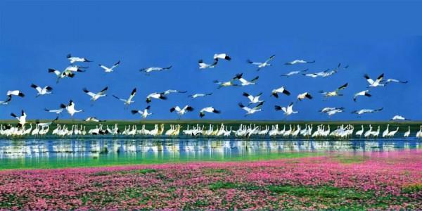 壯觀!江西迎來大批候鳥,畫面美翻了 壯觀!江西迎來大批候鳥,畫面美翻了