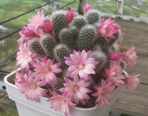 “懶人”就養這10種花,一個月不澆水也死不了,盆土越幹越易開花 “懶人”就養這10種花,一個月不澆水也死不了,盆土越幹越易開花