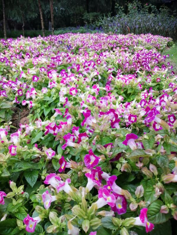 青菜寶寶為什麼不會招蟲？