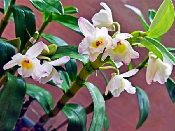 春石斛蘭花～花朵多彩，莖葉美麗；型態雍容華貴