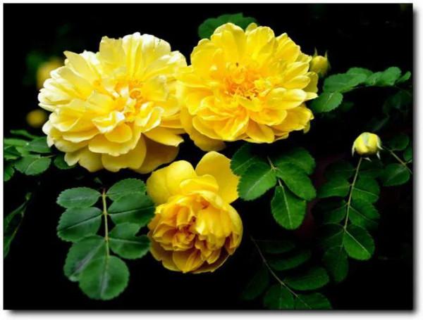 夏花絢爛的刺梅花綻放了