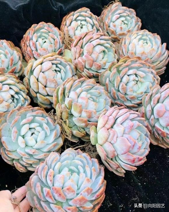 秋天來了，又到了買多肉的季節，教你挑選多肉，買多肉不吃虧