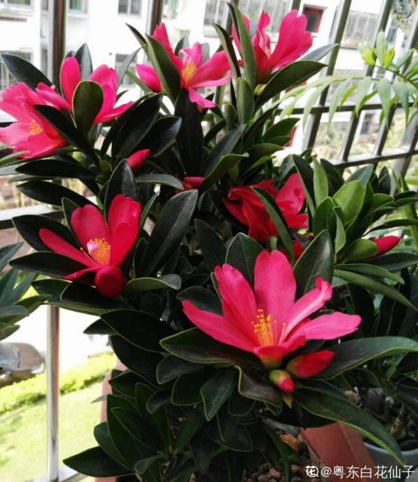 花市“一次性”的盆栽，開完花就死，未免太可惜