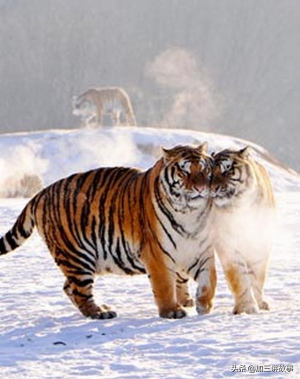 野生東北虎重現江湖 四隻小老虎捕獵一隻野鴨子失敗 虎媽媽親自示範