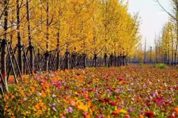 拾一片銀杏葉，藏住最美“秋韻”！