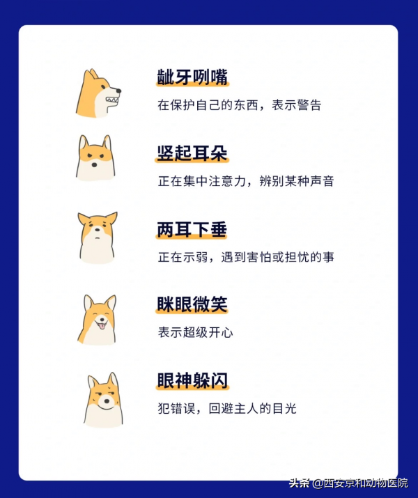 狗狗的18種肢體語言，你都明白嗎？