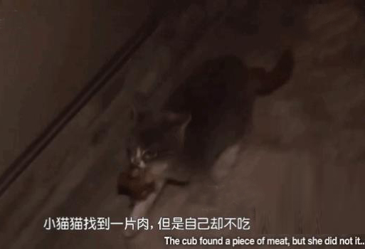 她不知道媽媽死了，每天去找食物給媽媽，我看完兩包紙巾擦淚