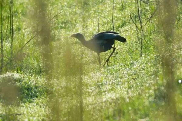 為了保護瀕危水鳥,有人去偷蛋,有人放棄年薪百萬 為了保護瀕危水鳥,有人去偷蛋,有人放棄年薪百萬