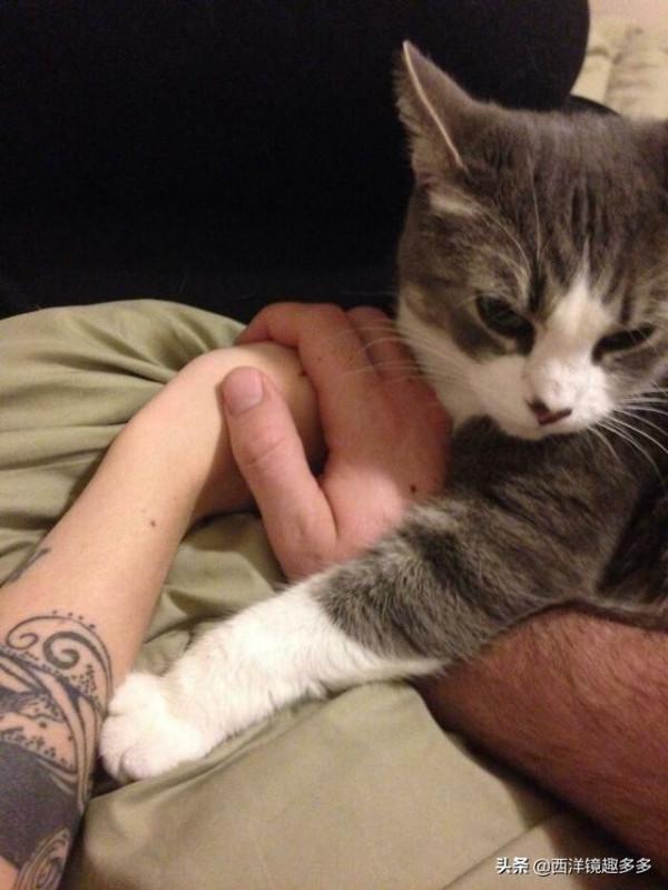 這些愛爭寵的寵物,滿滿的都是戲 這些愛爭寵的寵物,滿滿的都是戲