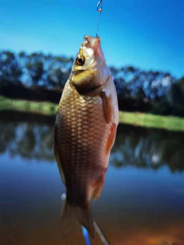 記小時候野釣養長期窩的樂事