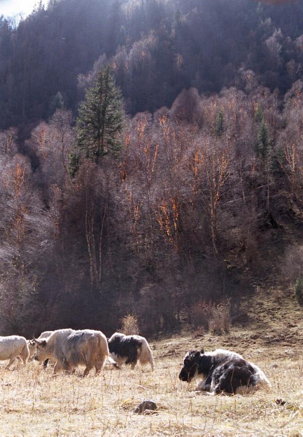 一省一秋!各省秋色“當紅”代言人,你的家鄉上榜了嗎? 一省一秋!各省秋色“當紅”代言人,你的家鄉上榜了嗎?