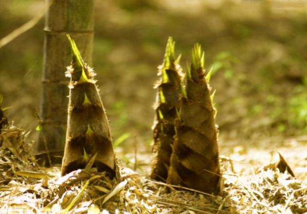 25元一斤比肉還貴!浙江大姐給雷竹“蓋棉被”,讓竹筍價格翻倍 25元一斤比肉還貴!浙江大姐給雷竹“蓋棉被”,讓竹筍價格翻倍