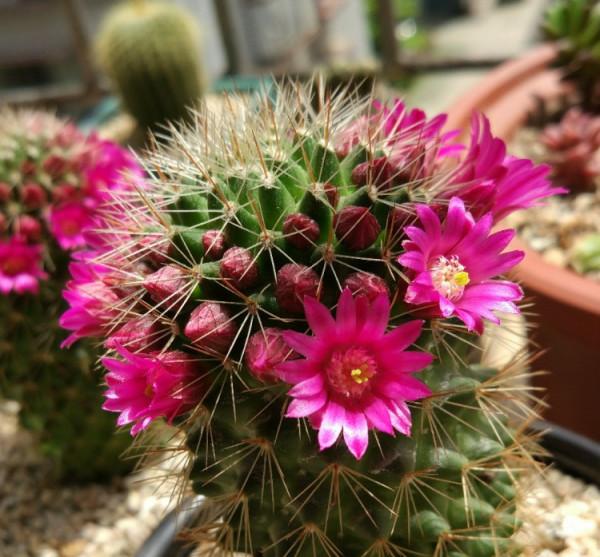 &OpenCurlyDoubleQuote;懶人&rdquo;就養這10種花，一個月不澆水也死不了，多曬少管更健壯