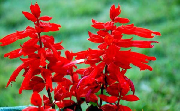 喜氣洋洋的“鞭炮”——矮串紅的植物非試管高效快繁技術