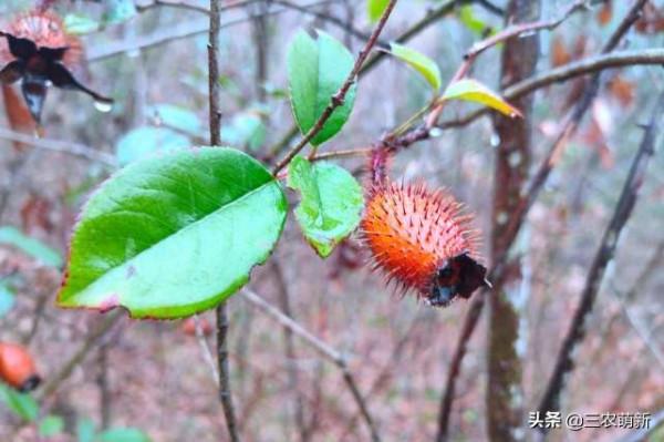 10種香甜的農村野果子，你還記得幾種？吃過幾種？認識它們漲知識