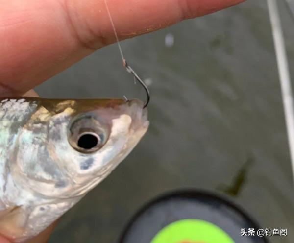 盤點釣魚那些年幹過最多餘的6件事！魚看了也想不通