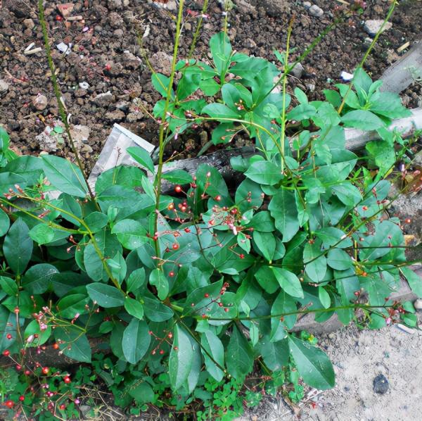 38種路邊的野菜，常常見到但不一定都認識，看你吃過幾種？