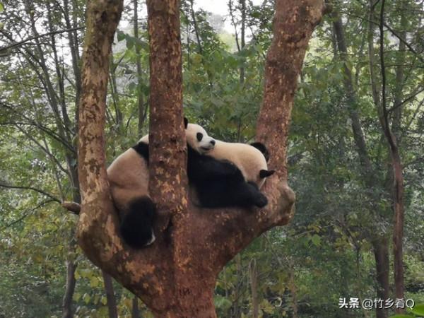 可愛又呆萌的國寶熊貓誰不喜歡