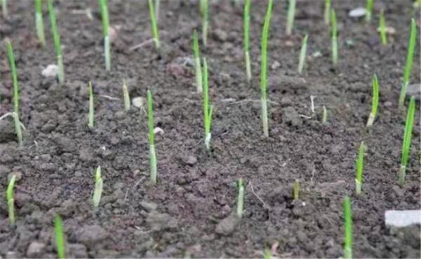 大蒜出苗問題多，播種前做好這幾點，苗齊、苗壯又增產