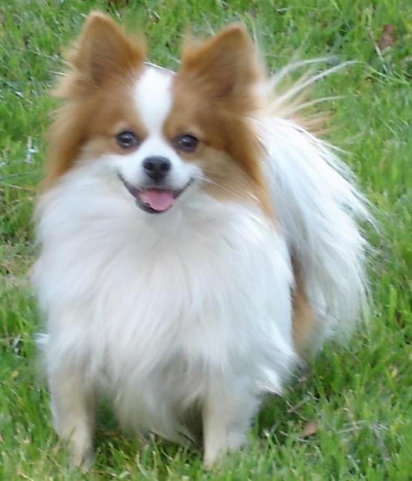 狗狗品種介紹大全！我們應該怎麼挑選適合自己的狗狗？