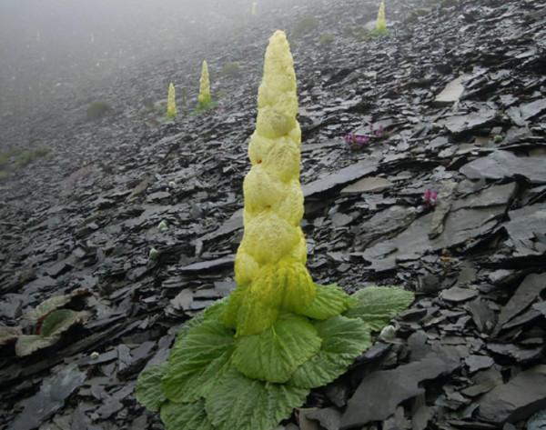 長在高山嚴寒地帶,被譽為神奇藏藥,至今不能人工種植 長在高山嚴寒地帶,被譽為神奇藏藥,至今不能人工種植