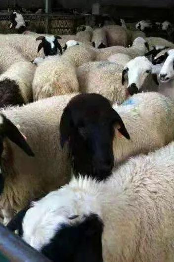 冬季養羊必備紅糖這樣用