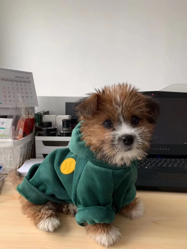 在樹林裡撿到一隻潦草小串串,幾個月後,長成了盛世美顏 在樹林裡撿到一隻潦草小串串,幾個月後,長成了盛世美顏