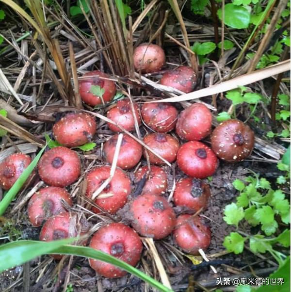 中國最早開通國際動車的“雲南省”的20個冷知識,你知道幾個? 中國最早開通國際動車的“雲南省”的20個冷知識,你知道幾個?