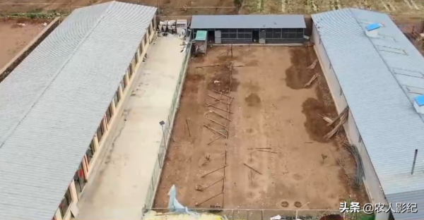 河北小夥創業搞養殖，怪招養黑豬，賣豬有高招，年收入達5000萬元