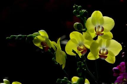 分享——高雅多姿的蝴蝶蘭