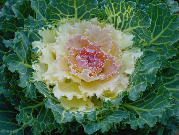 庭院耐寒“5寶”，不想冬天院子裡光禿禿，就種它們