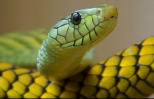 群裡老哥貼了個曼巴綠，他說他後悔了