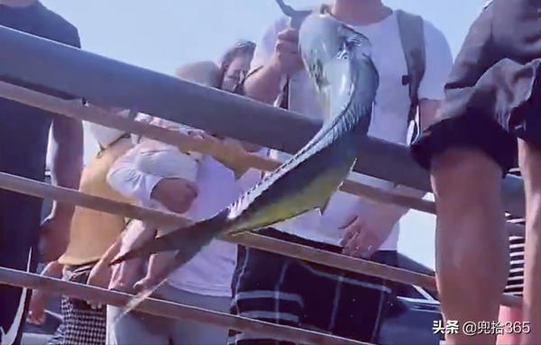 牛人!山東男子一抄網下去在海里撈起一條大魚,岸邊釣友羨慕壞了 牛人!山東男子一抄網下去在海里撈起一條大魚,岸邊釣友羨慕壞了