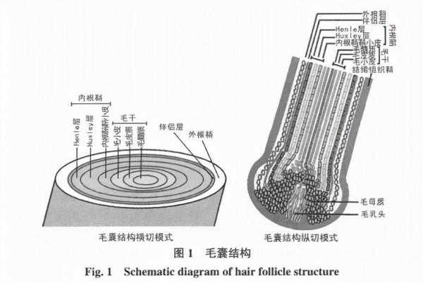 頭髮根部的小白點是什麼?掉了不能長出頭髮? 頭髮根部的小白點是什麼?掉了不能長出頭髮?